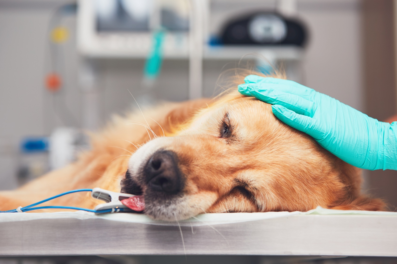 【獣医師監修】犬の癌(ガン)とは？症状・原因・種類・治療法について