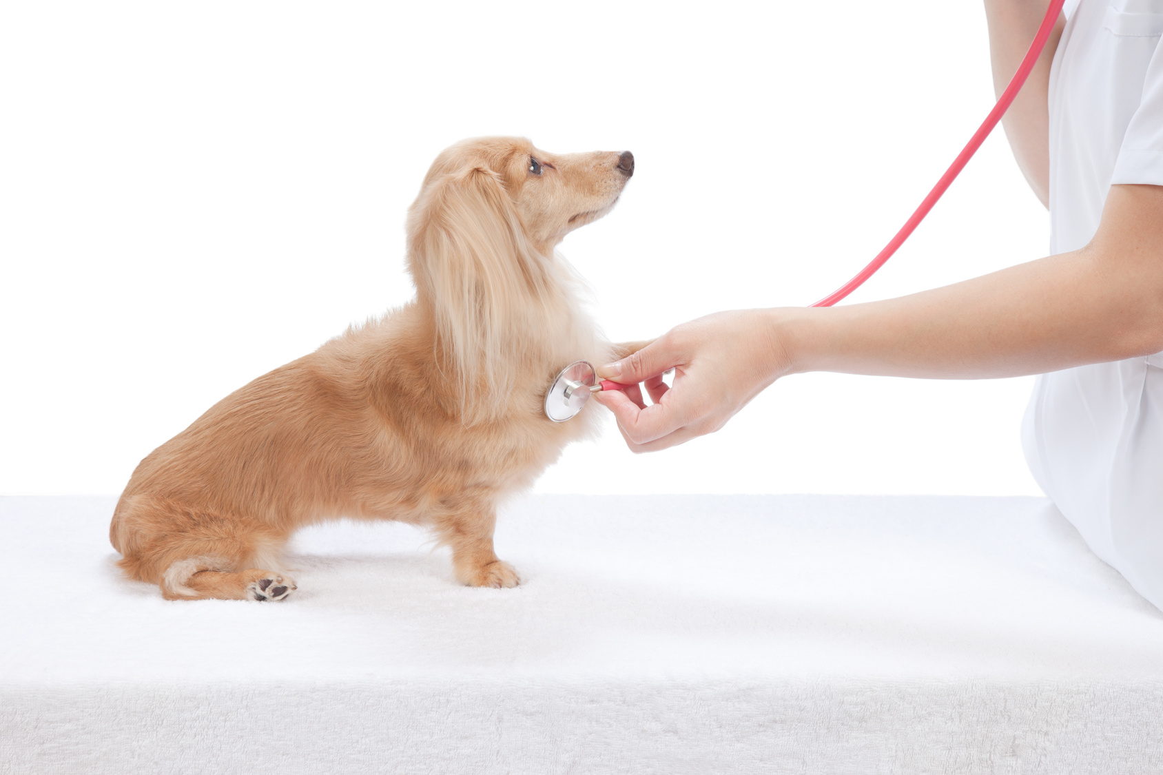 【獣医師監修】犬の心臓病って？種類や原因と治療法、余命、食事について
