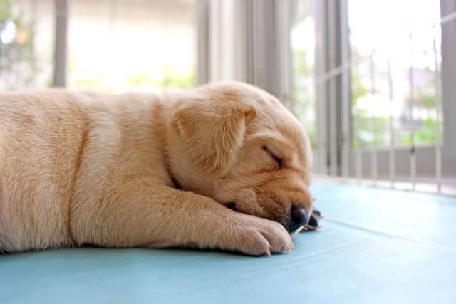 犬の血液検査の項目alt Gpt とは 疑われる病気まとめ 獣医師監修 犬のための情報サイト 教えてワン