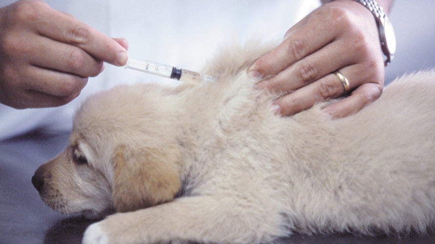 犬のマラセチア皮膚炎の治療法は？原因と症状、食事について