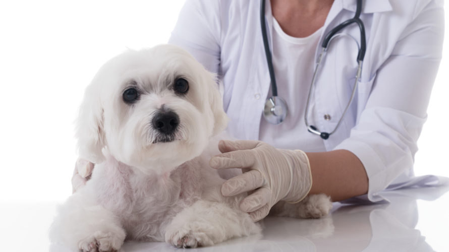 犬の癌(ガン)の1つ「リンパ腫」になる原因とは？治療法と予防の知識