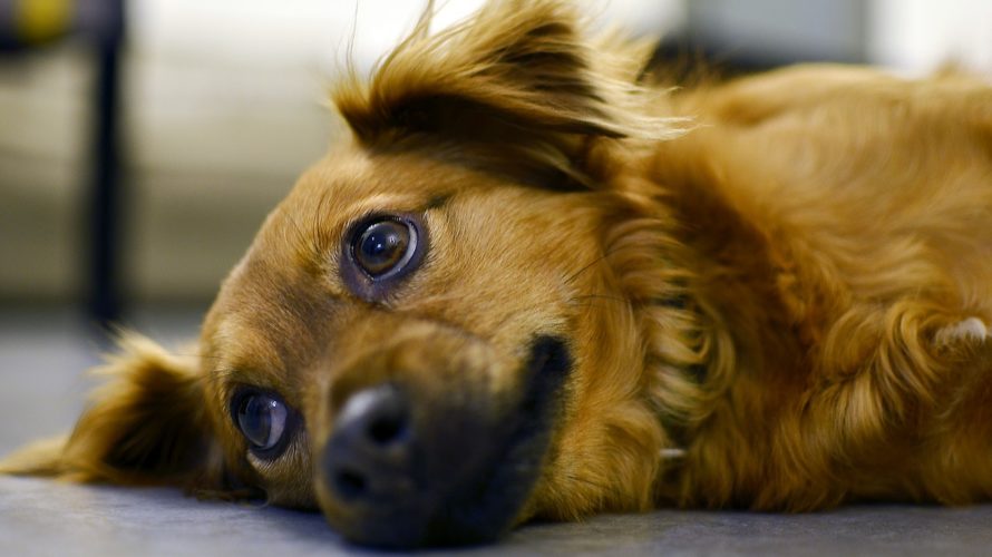 犬の肝炎の原因と症状、余命、食事、治療法の知識