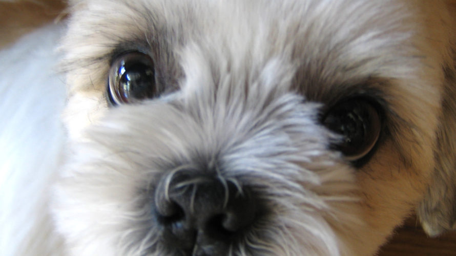 犬の涙やけ・目ヤニの原因とは？改善するためのフードの選び方