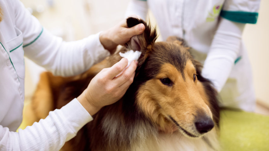 犬の耳血腫
