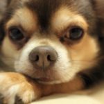 犬の緑内障の症状とは？治療や手術費用、なりやすい犬種