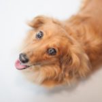 犬の椎間板ヘルニアの原因と症状とは？治療と手術、予防の知識