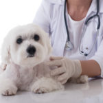 犬の急性腎不全は回復する？原因と症状、治療法や余命、食事について