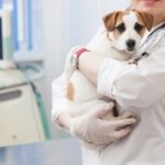 犬の急性腎炎の原因と症状は？余命や治療法、食事について