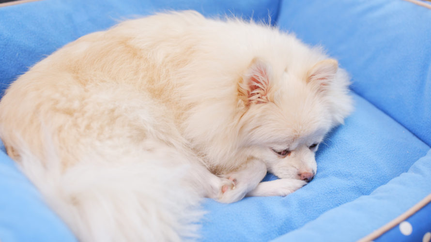 犬の白血球数（ＷＢＣ）の増加で考えられる病気と治療法
