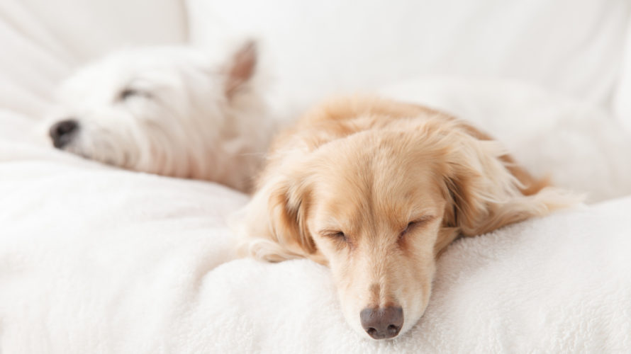 犬の咳が続く時に注意する病気は？原因と症状別対処法9選！