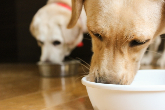老犬が食事を食べなくなった時に役立つ8つの方法