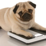 犬の肥満やダイエットに効果的な食事方法とは？